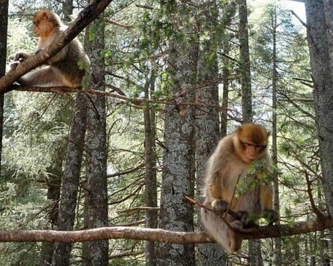 Au départ de Fès : Excursion d'une journée dans le Moyen Atlas, l'Ifran et la forêt des singes - trekking