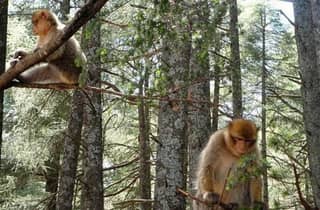Von Fez aus: Tagesausflug zum Mittleren Atlas, Ifran und Affenwald