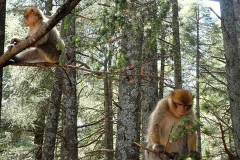 From Fez: Middle Atlas Ifran and Forest of Monkeys Day Trip From Fez: Middle Atlas Ifran and Forest & Monkeys Day Trip2