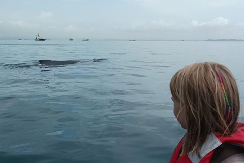 Panama City: Whale Watching Tour with Island Stop