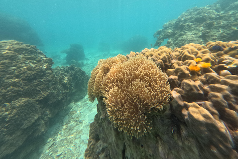 Koh Tao: Koh Nangyuan & Hidden Bays Snorkeling Tour w/ Lunch