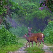 From Ho Chi Minh City: 2-Day Cat Tien National Park Tour From Ho Chi Minh City: 2-Day Cat Tien National Park Tour