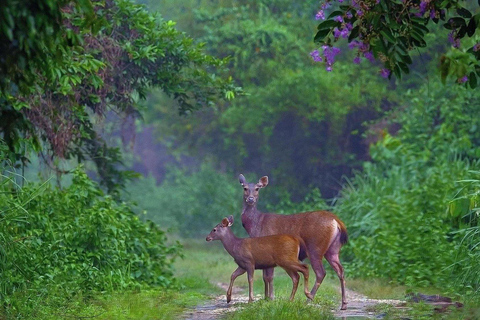 From Ho Chi Minh City: 2-Day Cat Tien National Park Tour