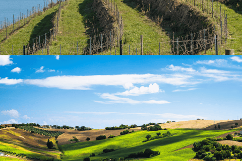 Marche in a Glass: tour of the Fermano and Piceno wineries Fermano & Piceno Wine Tasting Tour: Discover Local Excellence