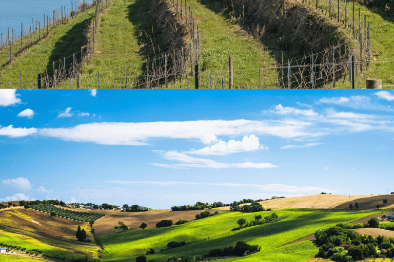 Marche in a Glass: tour of the Fermano and Piceno wineries Fermano & Piceno Wine Tasting Tour: Discover Local Excellence