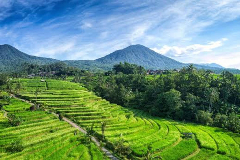 Bali : Jatiluwih, Bratan, porte iconique, visite du temple de Tanah LotVisite sans frais d&#039;entrée