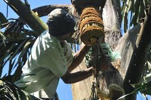 Da Ella : Esperienza di Toddy (Kithul Raa) nel villaggio di Ella