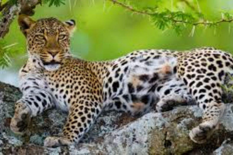 Safari de luxe de 3 jours dans le Serengeti et le Ngorongoro