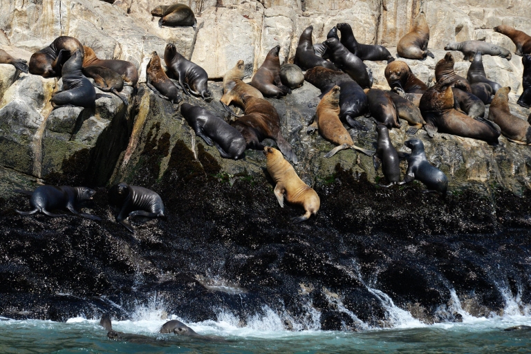 Visite des îles Palomino en yacht et nagez avec les lions de mer