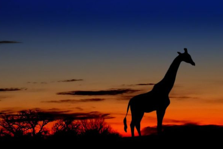 Pilanesberg: Night Safari Tour with Guide