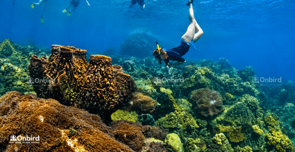 Phu Quoc Speedboat: Small Group Pro Snorkeling - Max 12 Pax