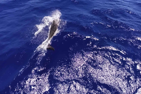 Heraklion: Dia Island Sailing Trip with Meal & Drinks