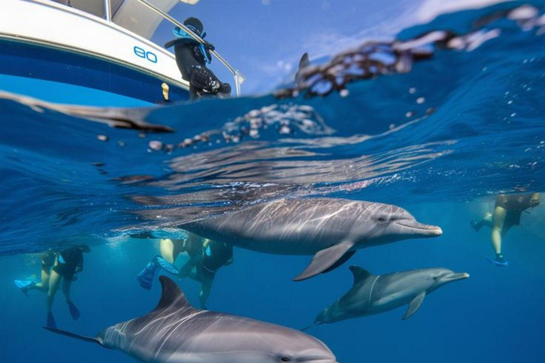 ZANZIBAR: Mnemba Island Snorkeling & Dolphin Tour with Lunch