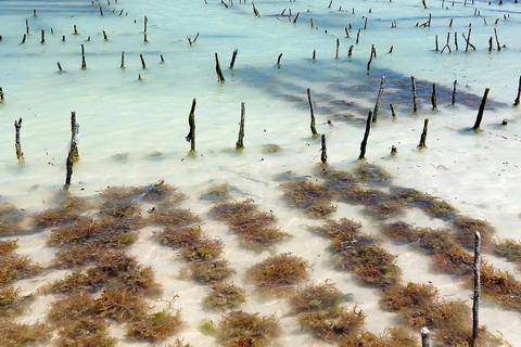 زنجبار: جولة في قرية متندي ومركز الأعشاب البحرية مع خدمة الاستلام