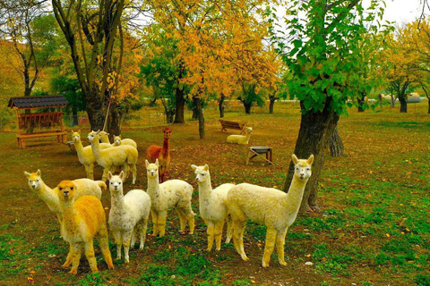 Tour tutto compreso Shamakhi Alpaca e Vino