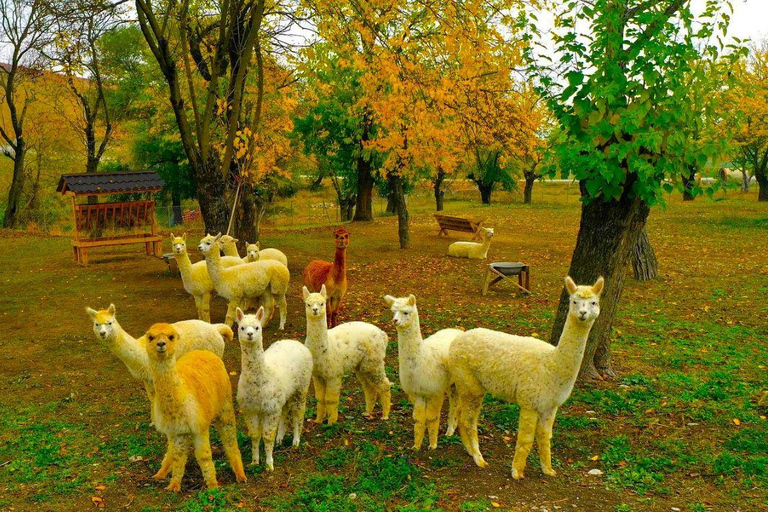 Tour tutto compreso Shamakhi Alpaca e Vino