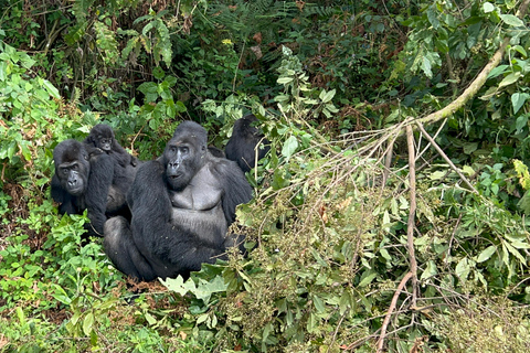 3 días de Rastreo de Gorilas de las Tierras Bajas del Congo (RDC) desde RuandaInglés