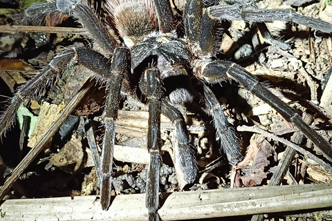 Tour nocturno por el Camino de las Tarántulas de Cahuita