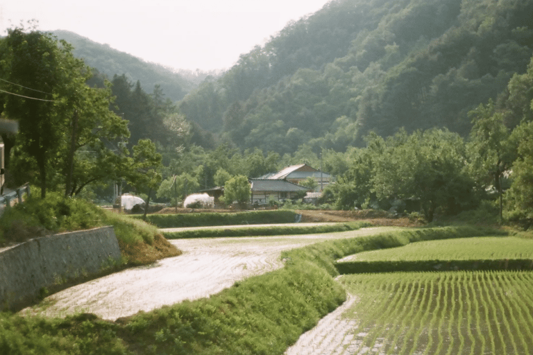 Nami Island Scenic Day Tour (Garden & Petite France)