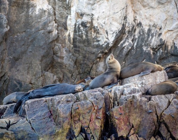 Cruise Date Delight! La Paz: Swim with Sea Lions! Apr-02