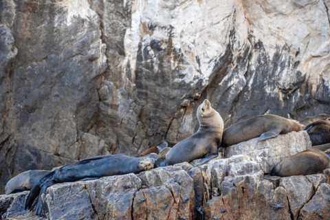 La Paz: Espiritu Santo Island Tour