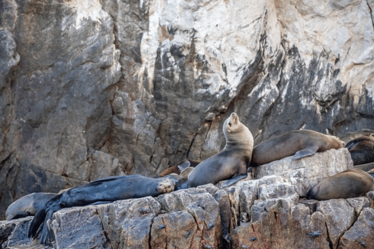 La Paz: Espiritu Santo Island Tour