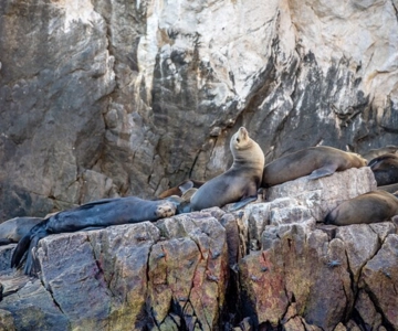La Paz: Espiritu Santo Island Tour