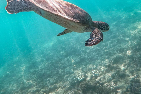 Oman Coastal Escape: Fins Beach, Sur, RasAlJinz Turtle Watch