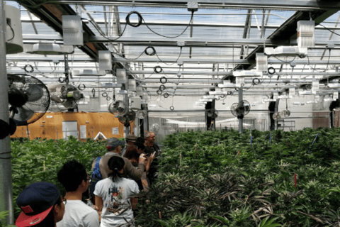 Denver: Visita al cultivo de cannabis