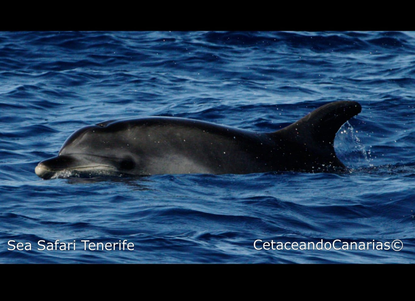 Puerto Colon: Speedbådscruise med delfin- og hvalsafari