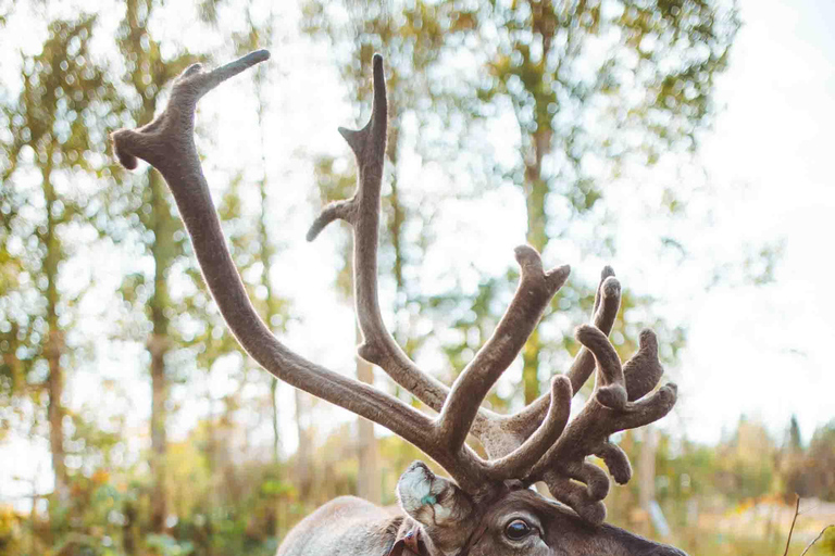 Rovaniemi: Meet and Feed Reindeer