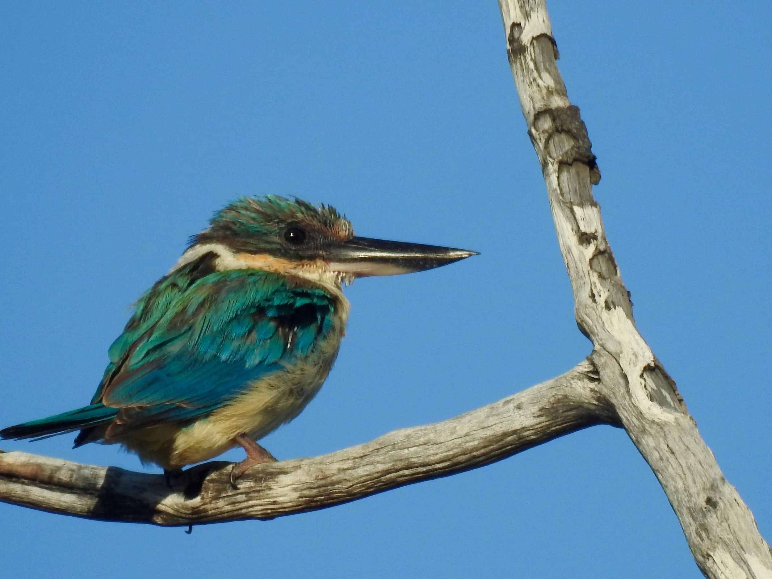 Byron Bay: Geführte Öko-Tour mit Vogelbeobachtung