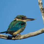 Byron Bay: Guided Birdwatching Eco-Tour