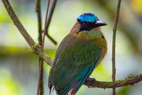 From Cusco: 4-Day Manu Cloud Forest Birdwatching Tour
