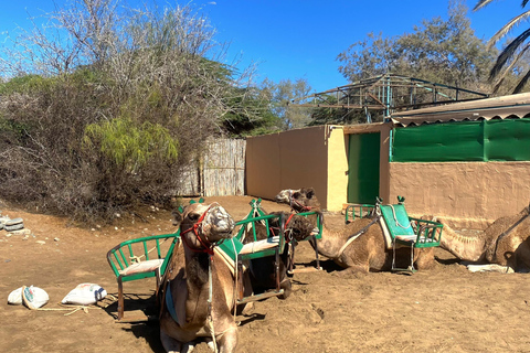 Maspalomas: Passeio de camelo guiado nas dunas de Maspalomas