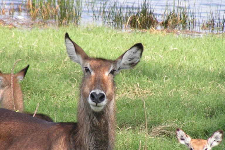 Nairobi Excursión privada de un día al Parque Nacional del Lago Nakuru