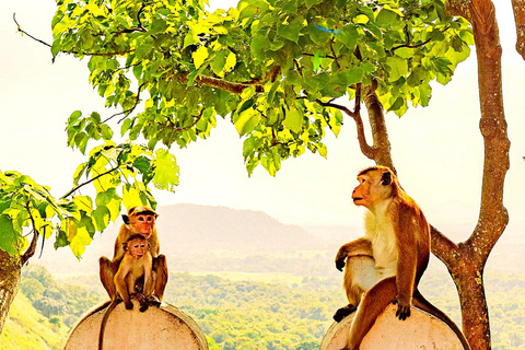 From Kandy: Sigiriya, Dambulla & Pidurangala Day Trip By Car Kandy to Sigiriya, Dambulla & Pidurangala Day Trip By Tuk 02