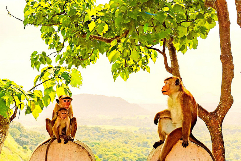 From Kandy: Sigiriya, Dambulla & Pidurangala Day Trip By Car Kandy to Sigiriya, Dambulla & Pidurangala Day Trip By Tuk 02