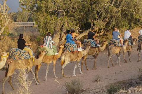 Agadir/Taghazout: Paseo en camello con bebida de té y traslados