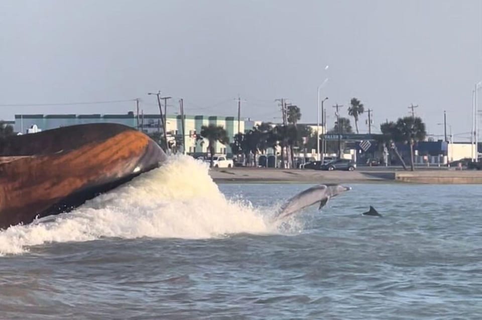 Private Dolphin Watch Boat Tour Port Aransas Texas | GetYourGuide