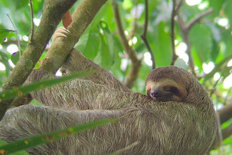 Manuel Antonio Park: Guidad tur för att se djur och strandtidPrivat tur