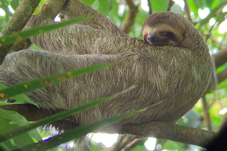 Manuel Antonio Park: Guidad tur för att se djur och strandtidPrivat tur