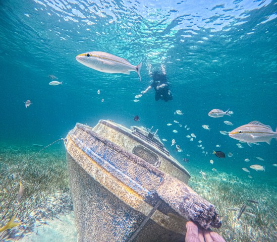 Visit Nassau Sun Cay Day Trip, Snorkel, Iguana Encounter, & Lunch in Nassau