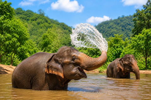 From Bangkok: Pattaya Ethical Elephant Sanctuary Day Trip