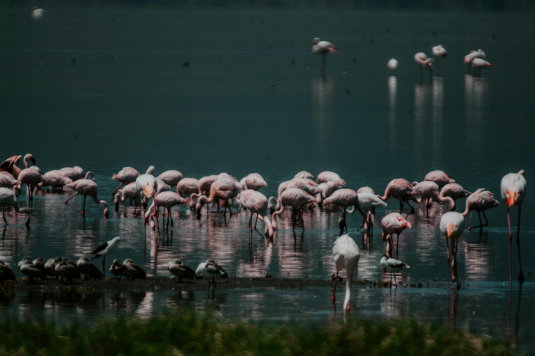 Arusha: Lake Manyara National Park Day Trip with Pickup
