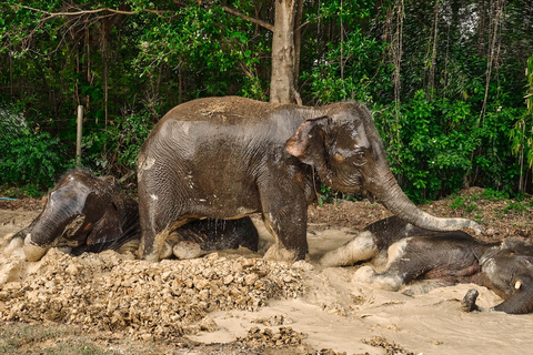 Bangkok Elephant Park: Meio dia de cuidados com elefantesHD Elephant Care com serviço de busca no hotel e traslado de ida e volta (particular)