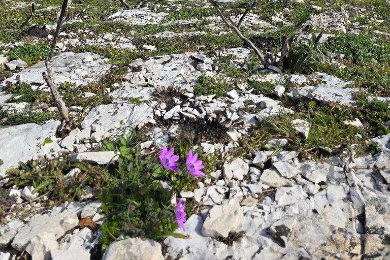 Hike Mount Shpirag and Enjoy Stunning Berat Views