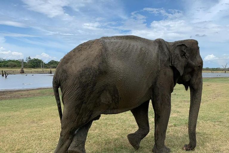 Safari dans le parc national d'Udawalawe au départ de Mirissa