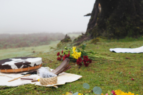 Madeira: Fanal Forest Tree Connection Ceremony &amp; Picnic