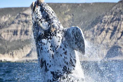 Puerto Madryn: El Doradillo Whale Watching Tour with Pickup